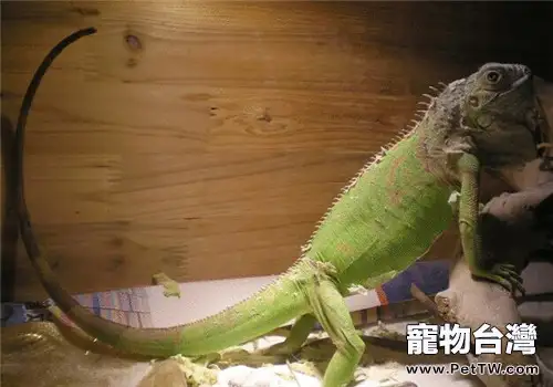 綠鬣蜥的品種簡介(1圖)-寵物台灣