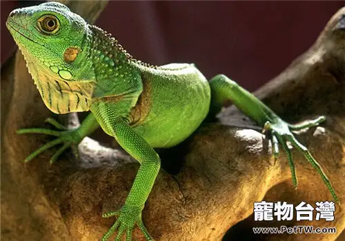 綠鬣蜥的形態特徵(1圖)-寵物台灣