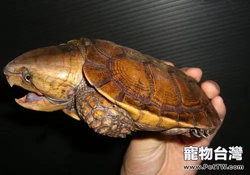 鷹嘴龜的品種簡介(1圖)-寵物台灣