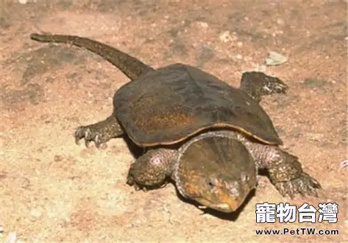 鷹嘴龜的護理知識(1圖)-寵物台灣