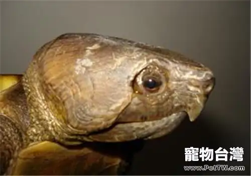 鷹嘴龜的生活環境(1圖)-寵物台灣