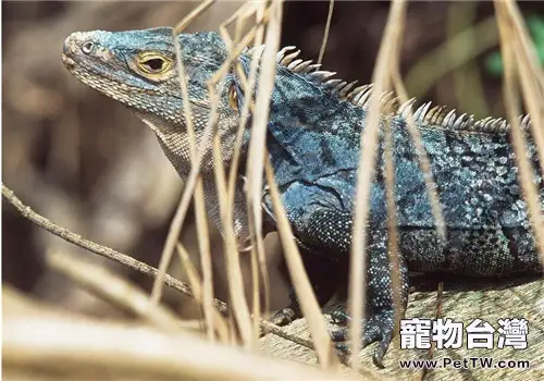 藍巖鬣蜥的飼養知識