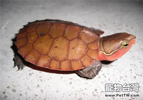 鷹嘴龜的飼養要點(1圖)-寵物台灣