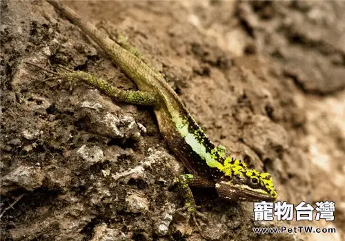 麗紋龍蜥的品種簡介(1圖)-寵物台灣