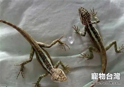 麗紋龍蜥的形態特徵(1圖)-寵物台灣