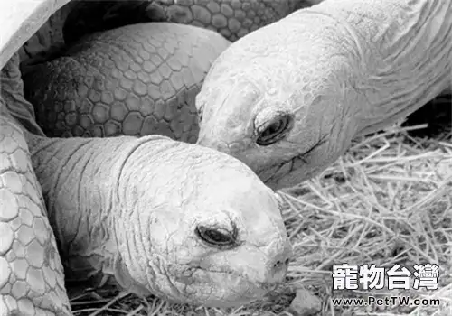 亞達伯拉象龜的品種簡介(1圖)-寵物台灣
