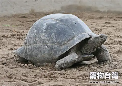 亞達伯拉象龜的外觀特徵