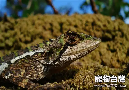 麗紋龍蜥的生活環境