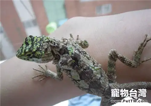 麗紋龍蜥的飼養知識(1圖)-寵物台灣