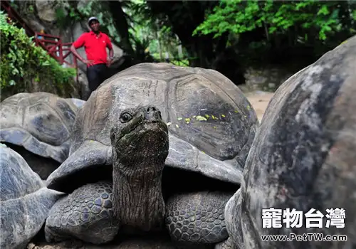 亞達伯拉象龜的生活環境