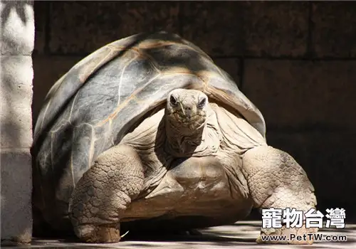 亞達伯拉象龜的飼養要點