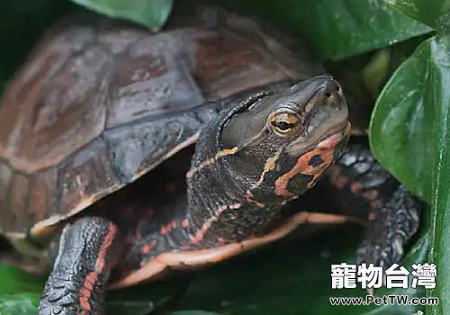 雲南閉殼龜的品種簡介