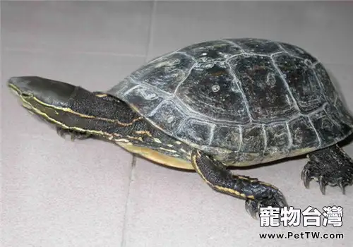 雲南閉殼龜的外觀特徵(1圖)-寵物台灣