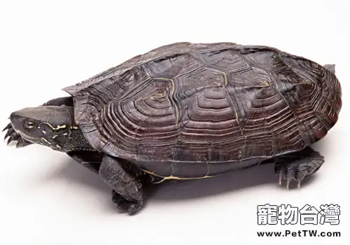 雲南閉殼龜的飼養環境(1圖)-寵物台灣