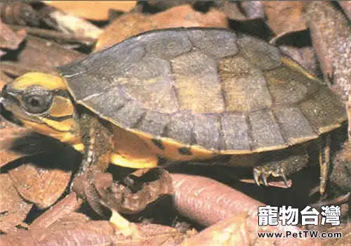 雲南閉殼龜的飼養要點