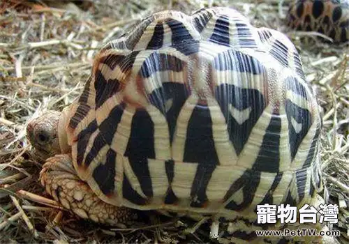 印度星龜的外觀特徵