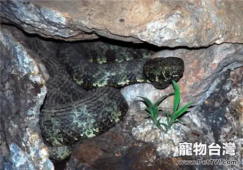 莽山烙鐵頭蛇的飼養知識(1圖)-寵物台灣