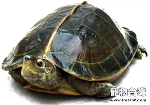 亞洲巨龜的品種簡介