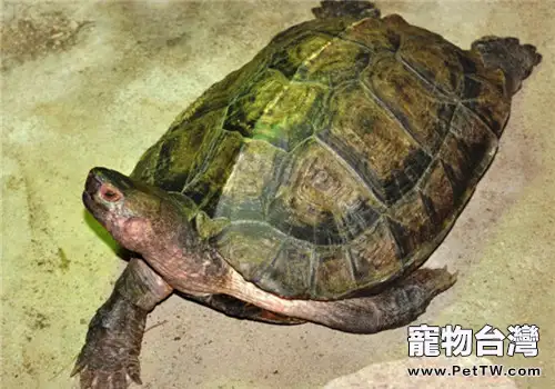 亞洲巨龜的外觀特徵