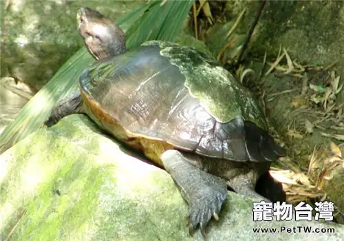 亞洲巨龜的護理知識