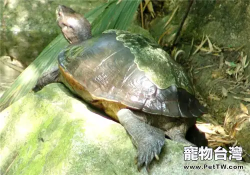 亞洲巨龜的護理知識(1圖)-寵物台灣