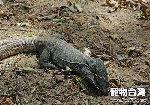 孟加拉巨蜥的飼養知識(1圖)-寵物台灣