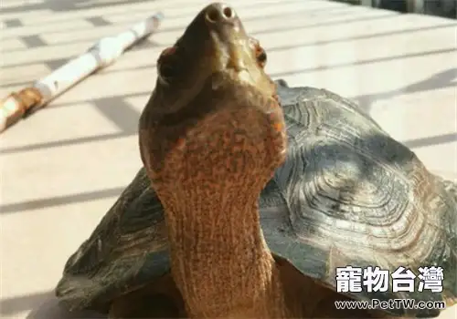 亞洲巨龜的生活環境