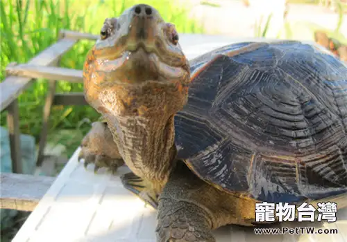 亞洲巨龜的飼養要點