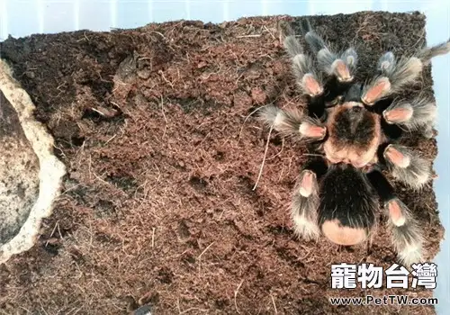 墨西哥火膝頭的形態特徵(1圖)-寵物台灣