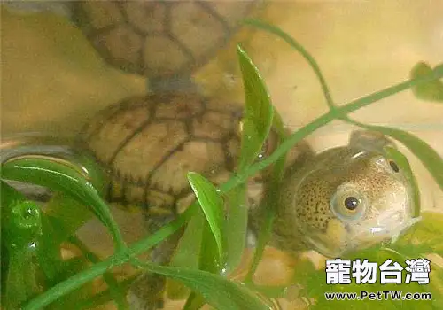 鷹嘴泥龜的品種簡介(1圖)-寵物台灣