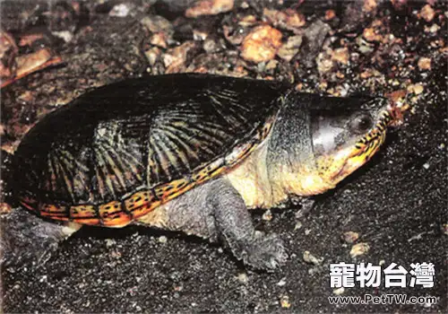 鷹嘴泥龜的外觀特徵(1圖)-寵物台灣