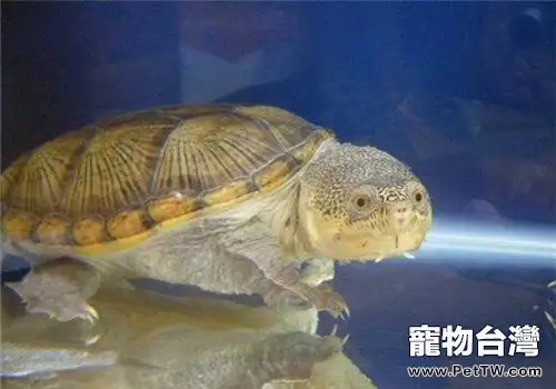 鷹嘴泥龜的護理知識(1圖)-寵物台灣