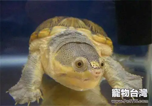 鷹嘴泥龜的生活環境