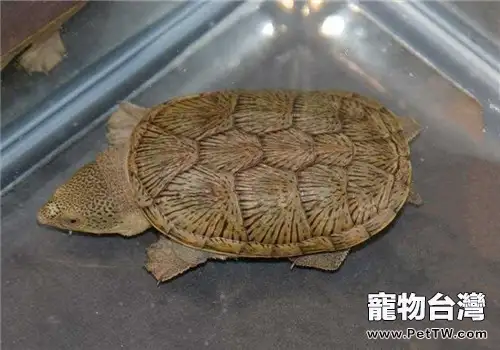 鷹嘴泥龜的飼養要點(1圖)-寵物台灣
