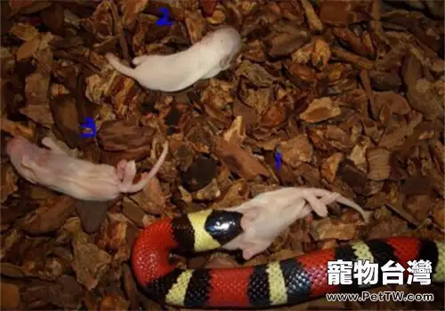 納爾遜奶蛇的品種簡介(1圖)-寵物台灣