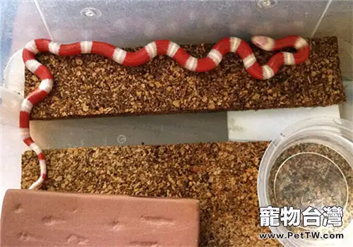納爾遜奶蛇的形態特徵(1圖)-寵物台灣