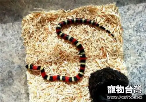 納爾遜奶蛇的生活環境(1圖)-寵物台灣