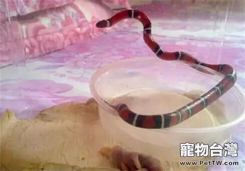納爾遜奶蛇的飼養知識(1圖)-寵物台灣