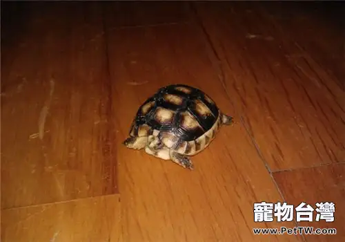 緣翹陸龜的品種簡介(1圖)-寵物台灣
