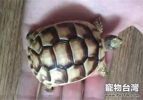 緣翹陸龜的形態特徵(1圖)-寵物台灣