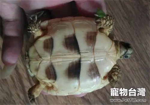 緣翹陸龜的護理知識(1圖)-寵物台灣