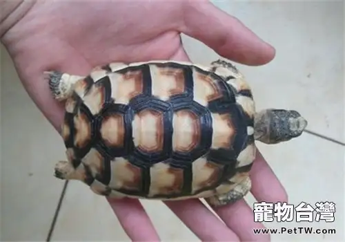 緣翹陸龜的生活環境(1圖)-寵物台灣