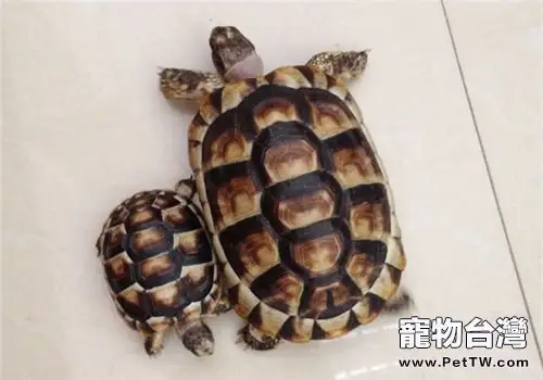 緣翹陸龜的飼養要點(1圖)-寵物台灣