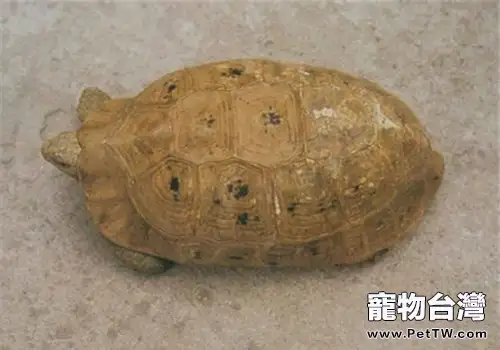 印度陸龜的品種簡介(1圖)-寵物台灣