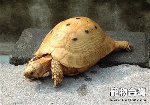 印度陸龜的外觀特徵(1圖)-寵物台灣