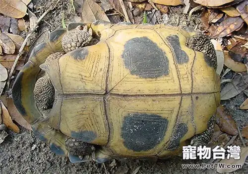 印度陸龜的護理知識(1圖)-寵物台灣