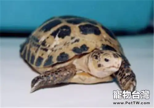 印度陸龜的生活環境(1圖)-寵物台灣