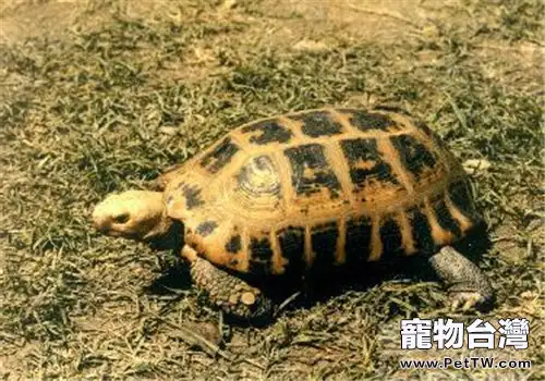 印度陸龜的飼養要點(1圖)-寵物台灣