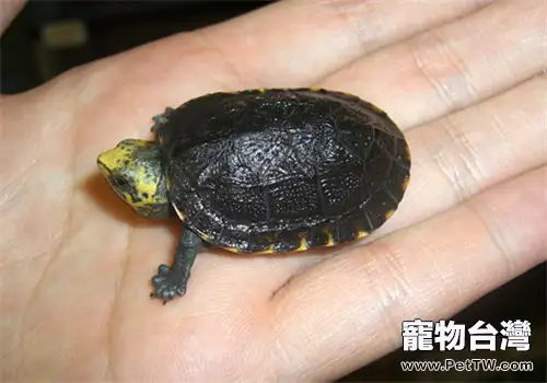 亞馬遜泥龜的外觀特徵