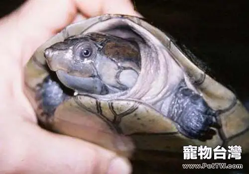 亞馬遜泥龜的飼養要點